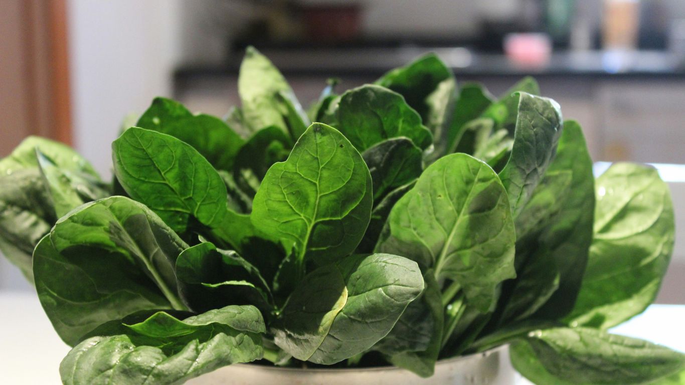 a close up of a potted plant on a table