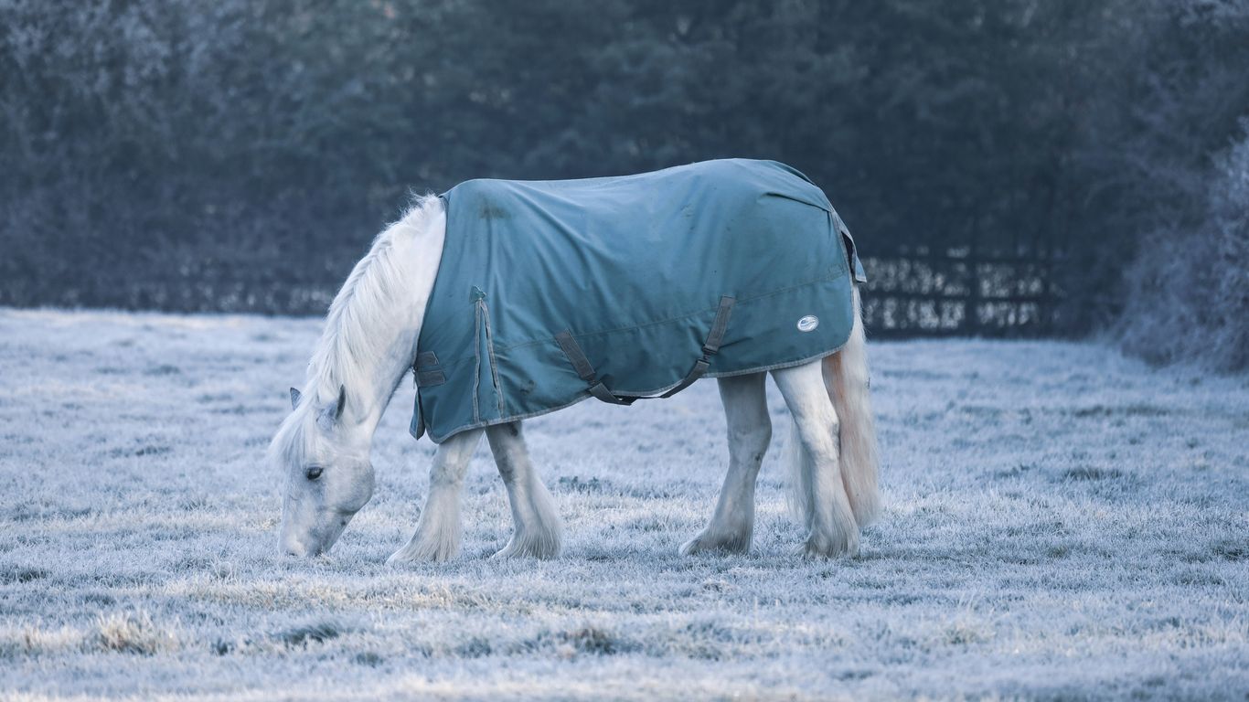 white horse in blue shirt and white pants