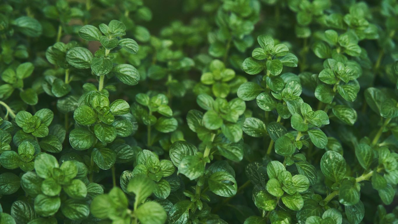 a close up of a bunch of green leaves