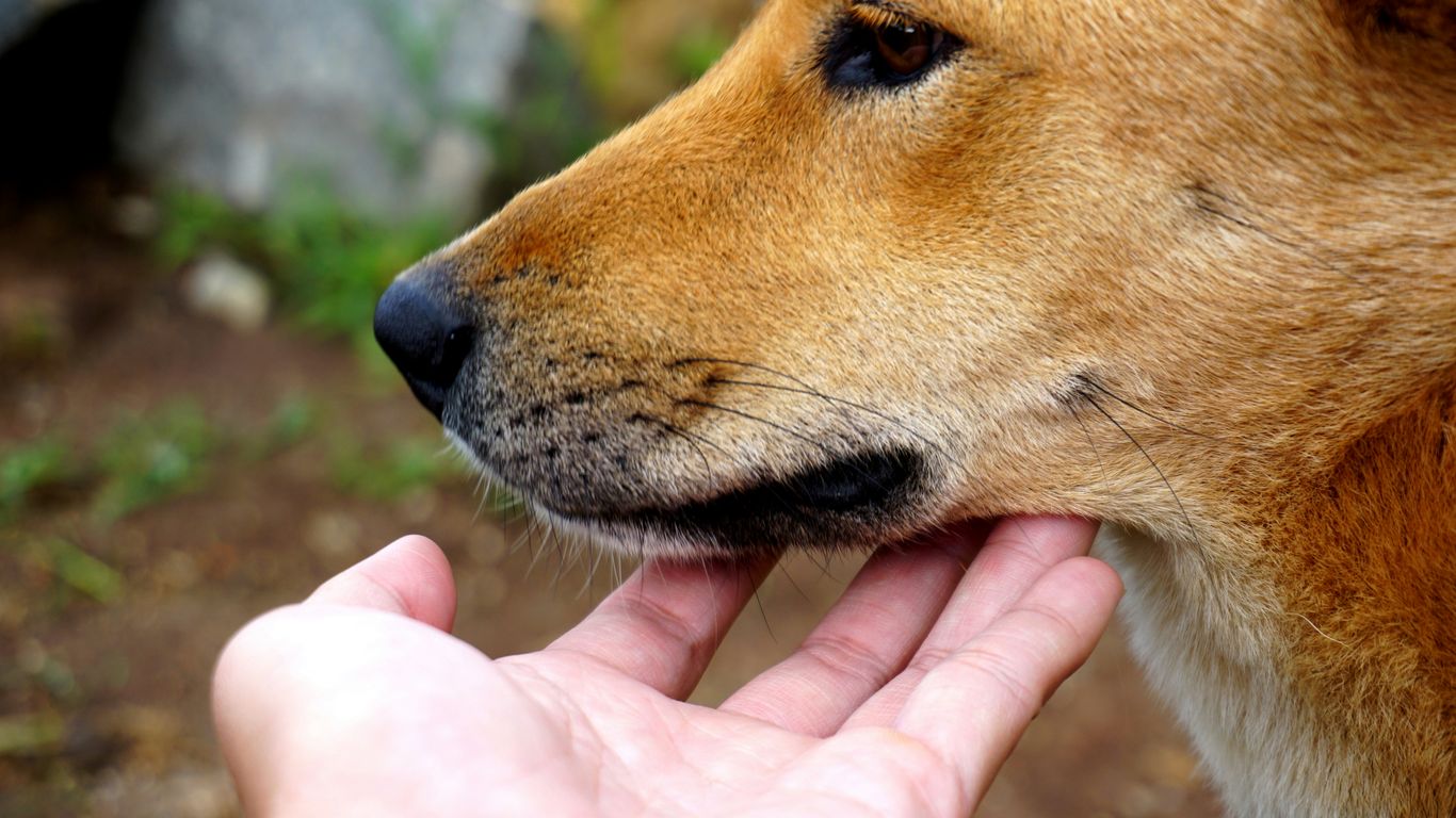 a close up of a person feeding a dog