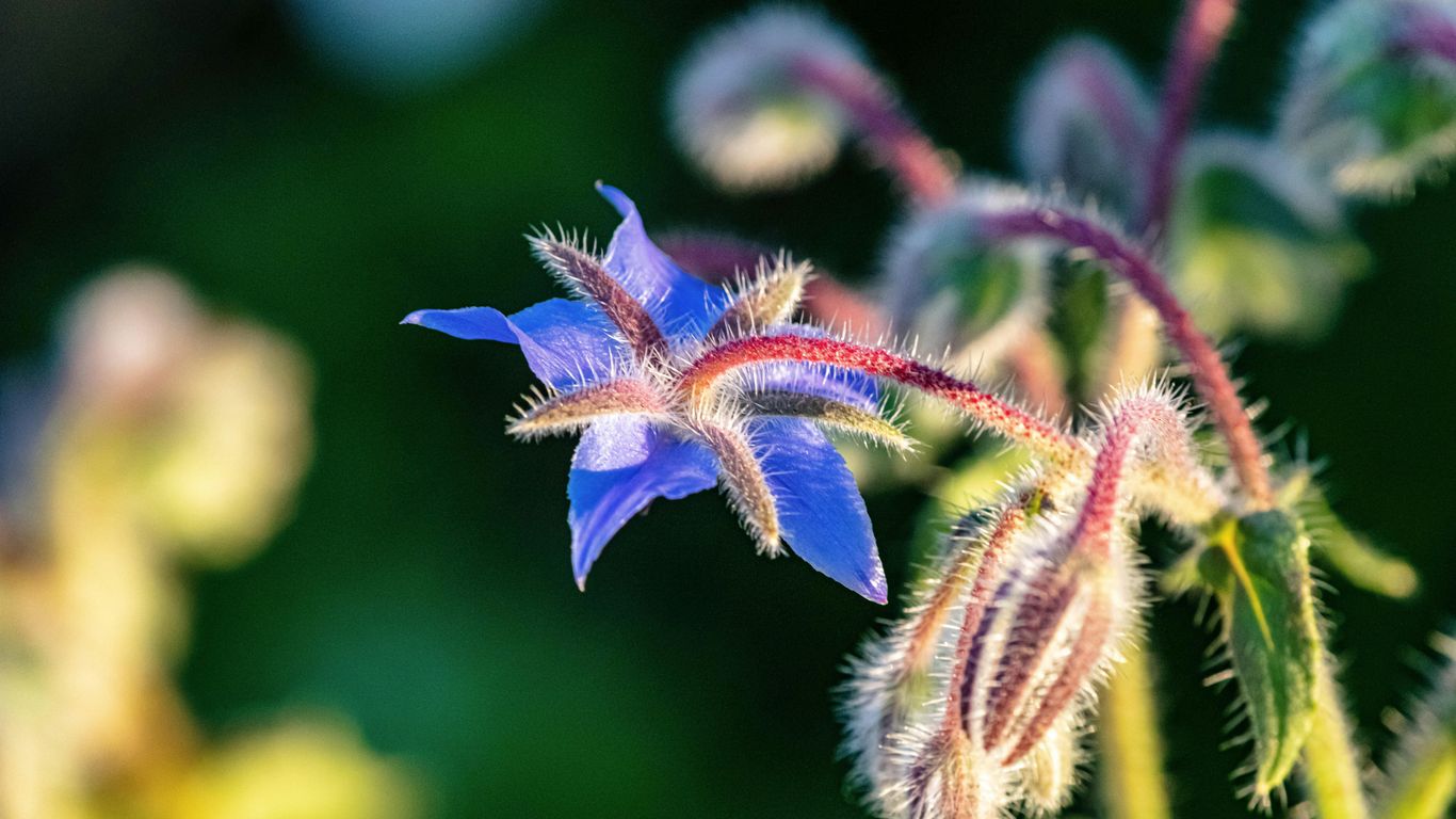 a close up of a blue flower with a blurry background