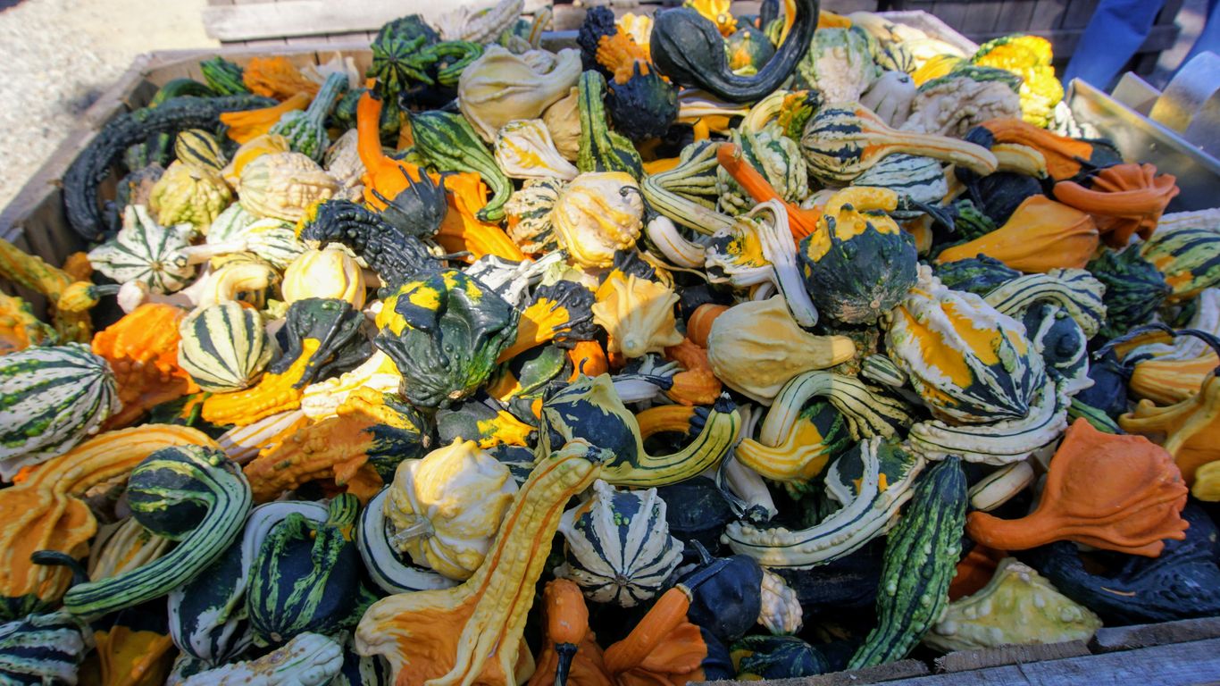yellow and green squash on brown wooden crate