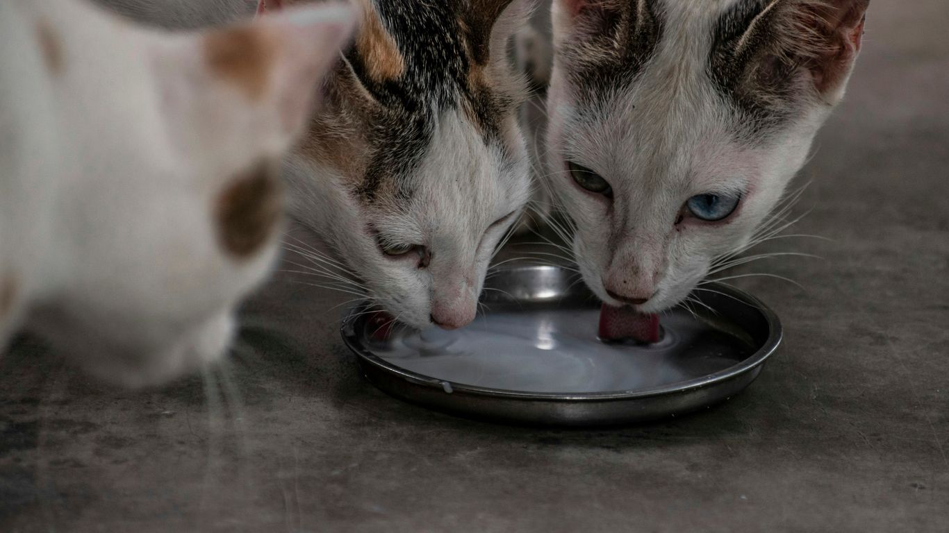 a couple of cats eating food out of a plate