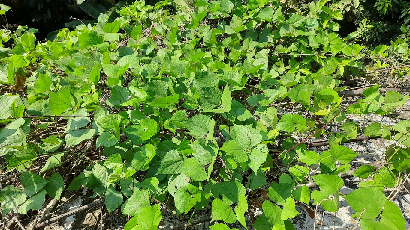 a patch of green plants growing in the dirt