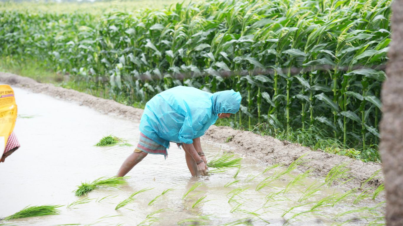 A person in a blue jacket and a cornfield