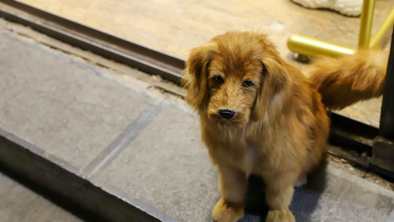 a small brown dog sitting on a step