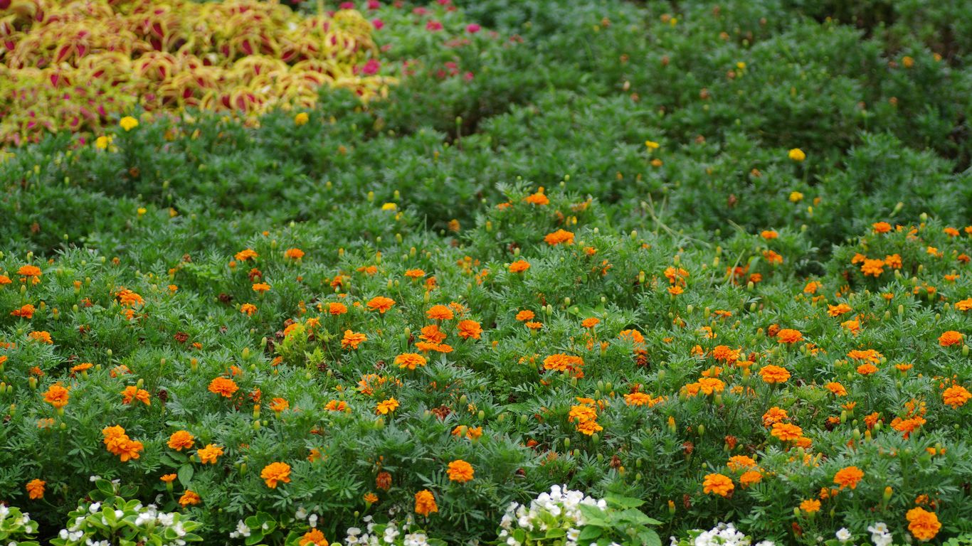 A bunch of flowers that are in the grass