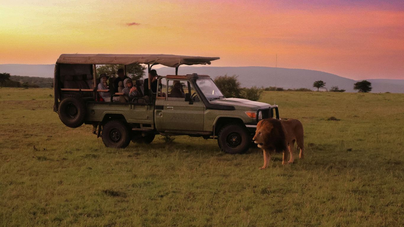 a safari vehicle with a cow standing in the grass