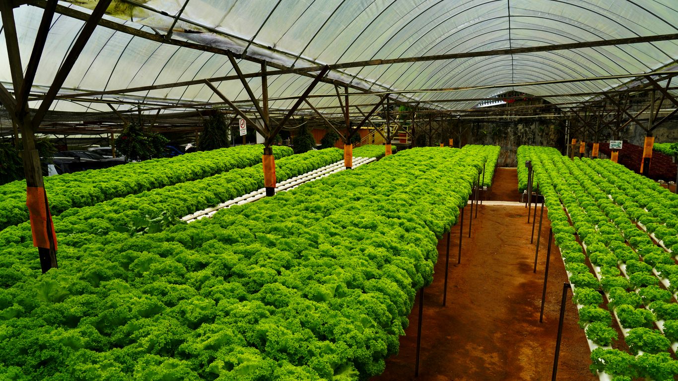 A greenhouse filled with lots of green plants