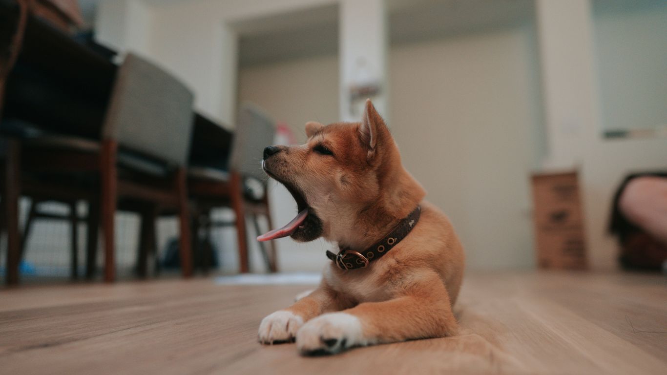 a dog with its tongue out