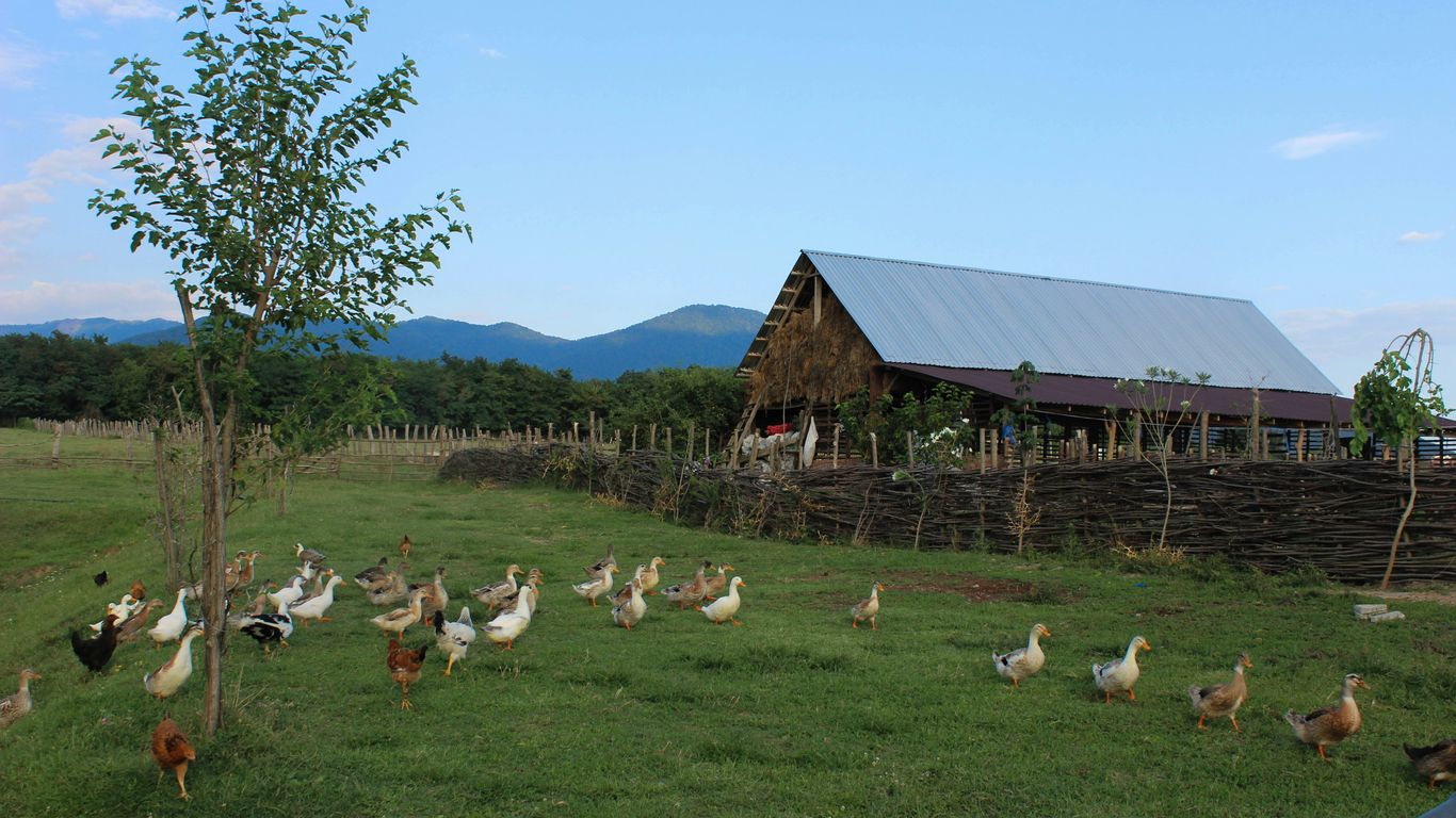 a group of chickens standing in a field next to a barn