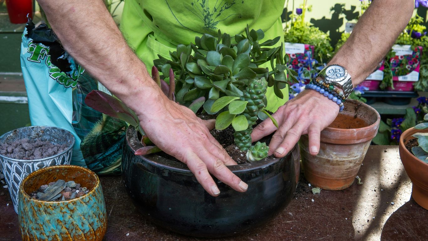 a person holding a plant