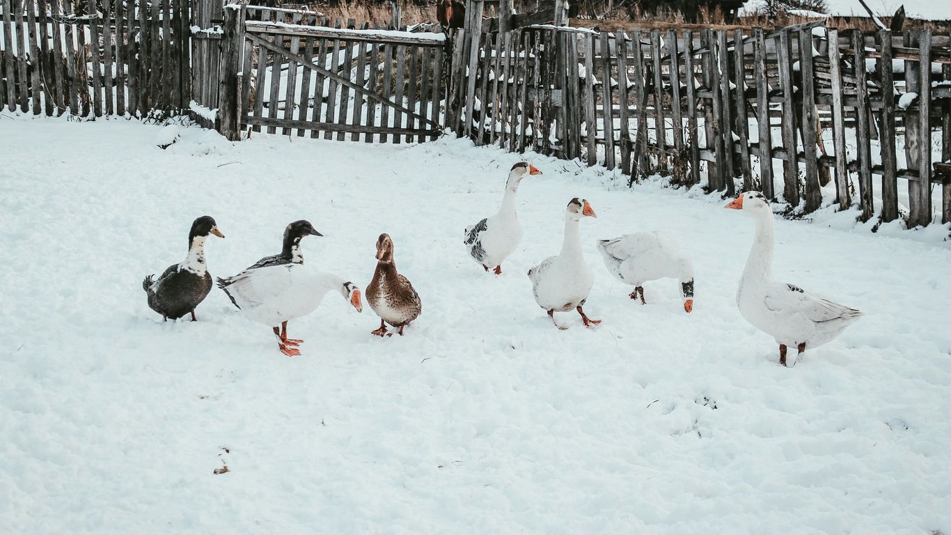 flock of geese on snow covered ground during daytime