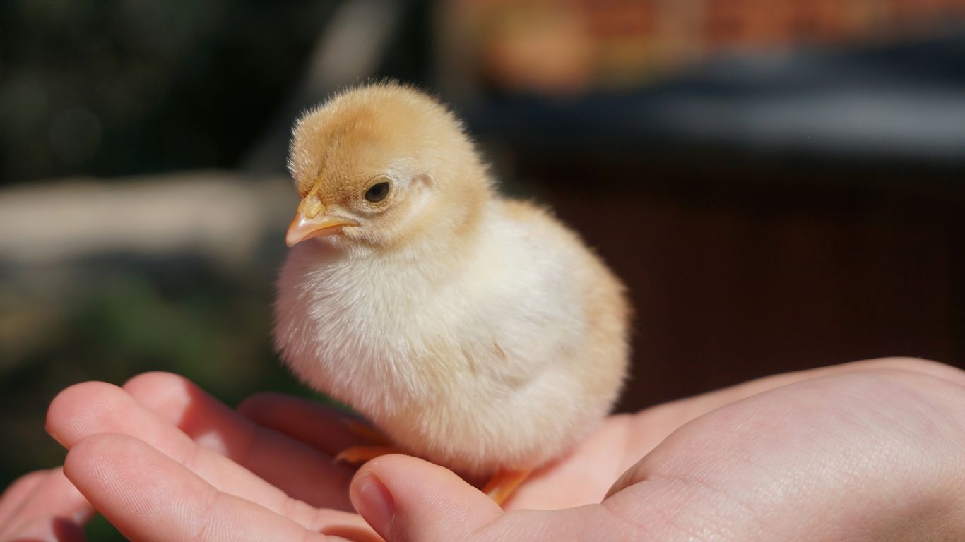 white chick on persons hand