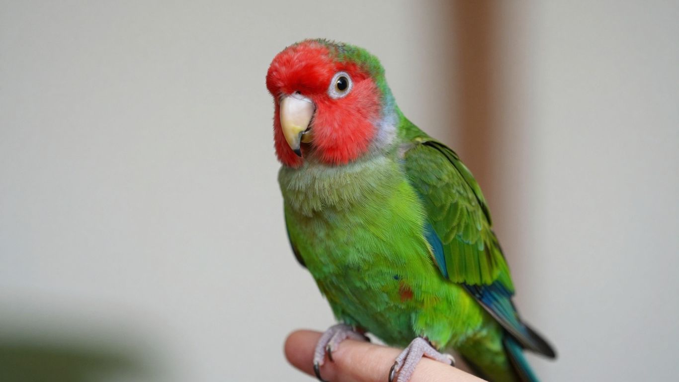 Plum headed parakeet perched on a finger, ready for a home.