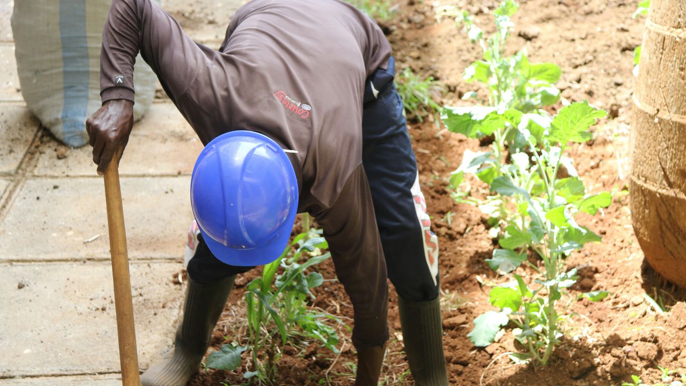 A man with a blue hard hat and a shovel digging in the dirt