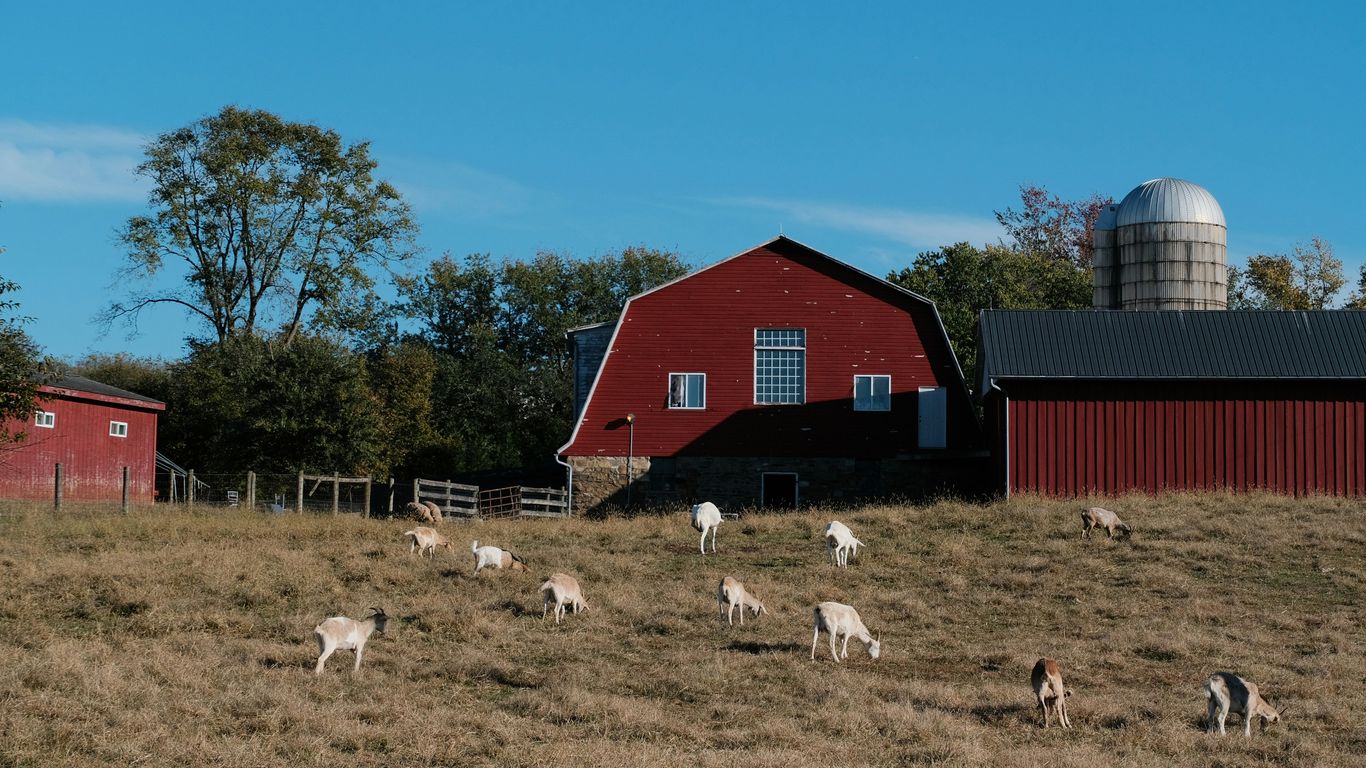 Goats grazing on a grassy hill near red barns.