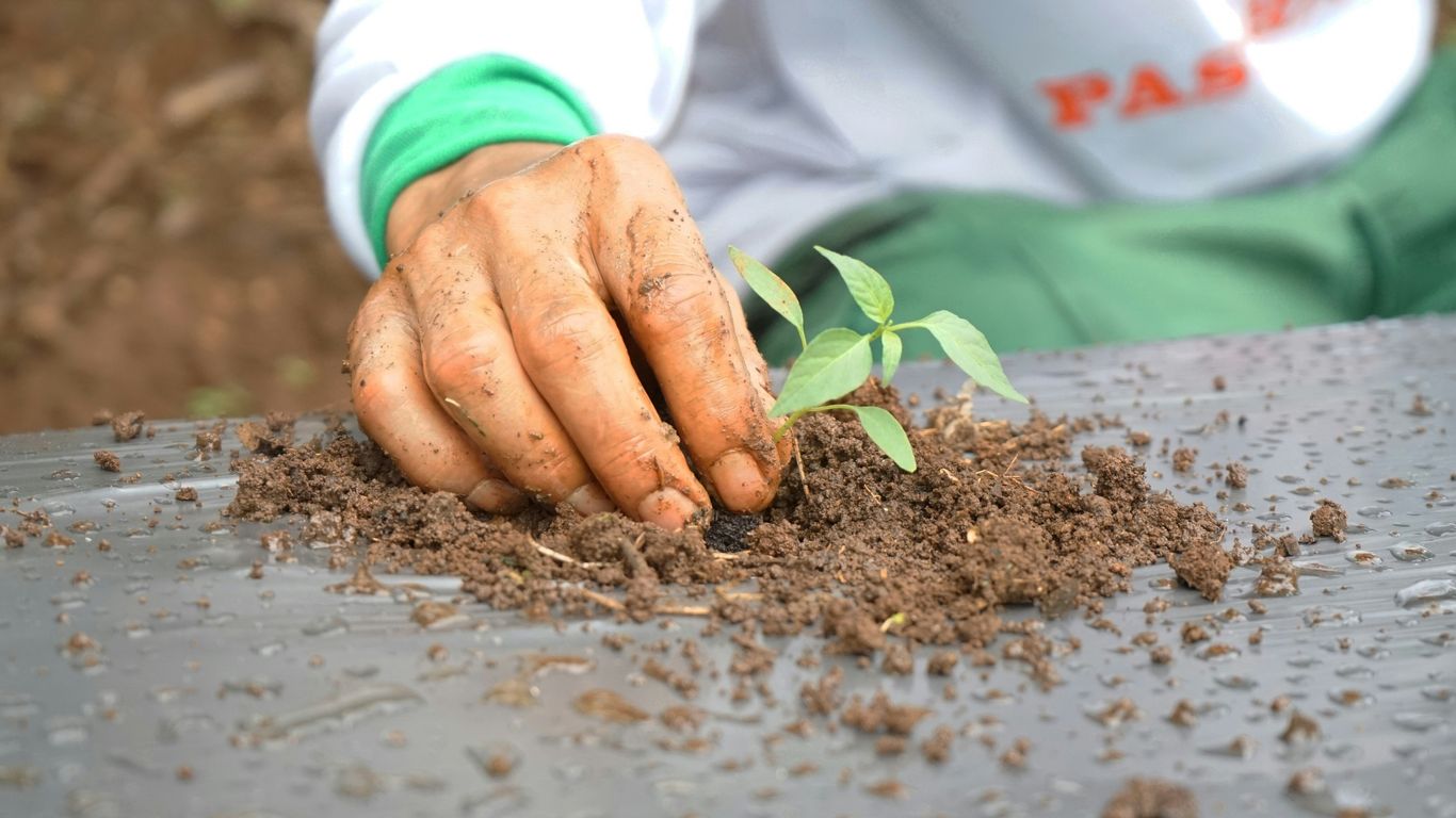 A person holding a plant in their hand