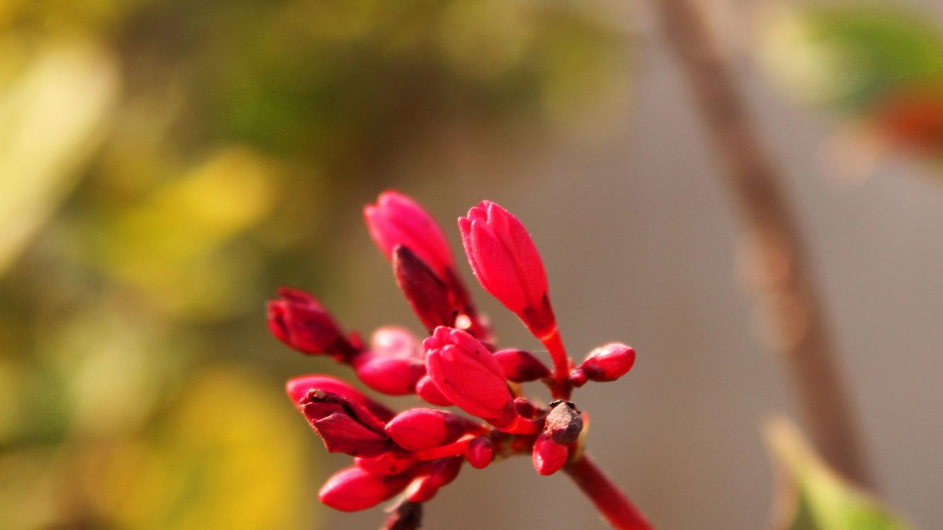 selective focus photography of red flower buds