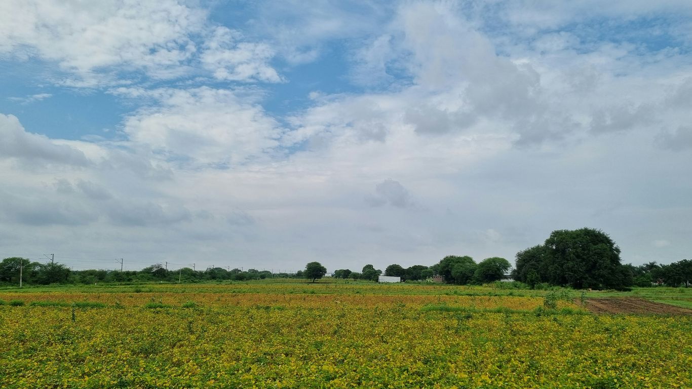 a field of flowers