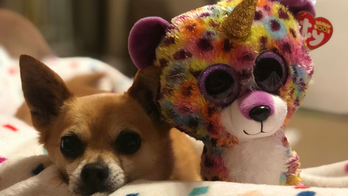a small dog laying next to a stuffed animal