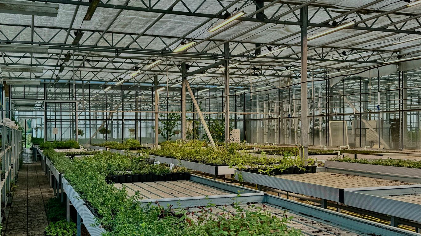 A greenhouse with plants growing indoors.