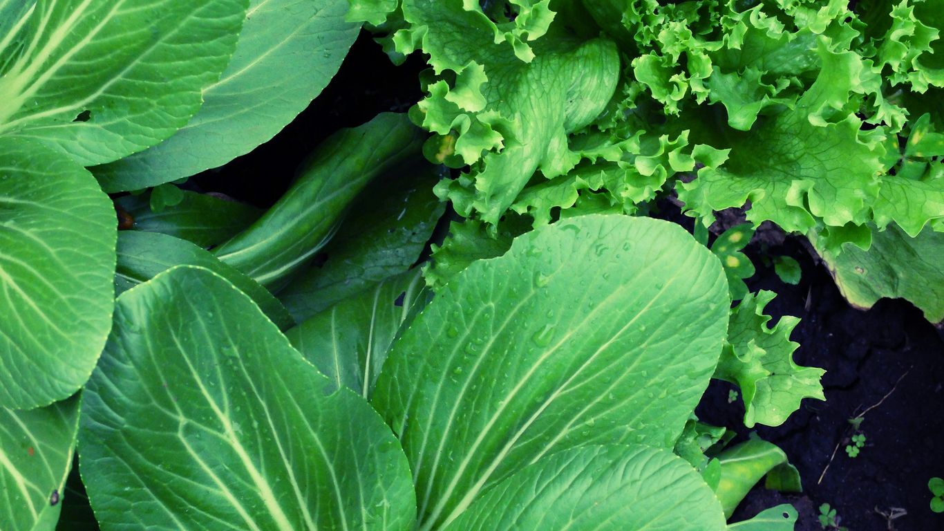 Fresh green leafy vegetables in a garden