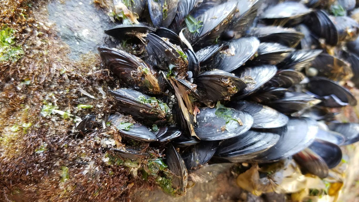 black shell