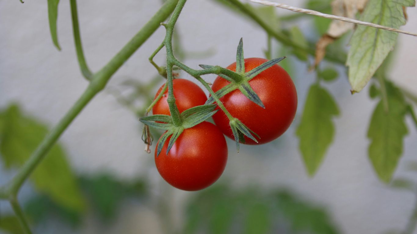 red tomato on brown tree branch