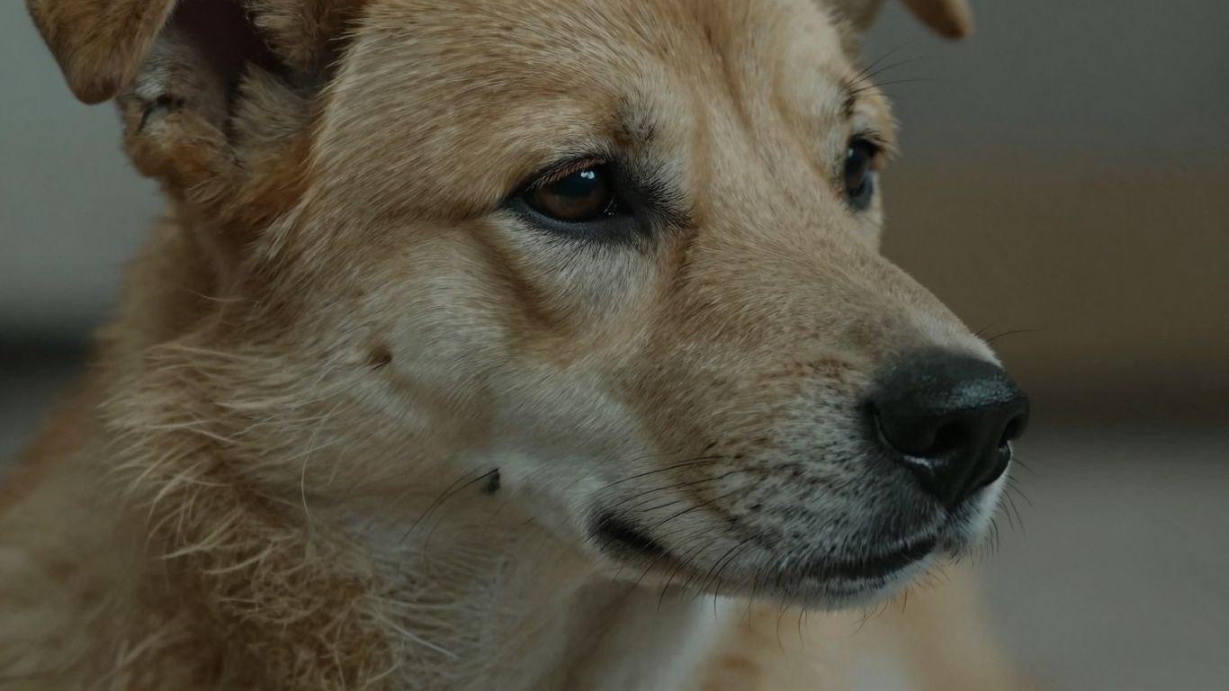 Hond met hartruis, luisterend naar hartslag