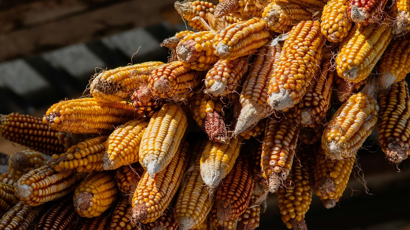 a bunch of corn hanging from the ceiling