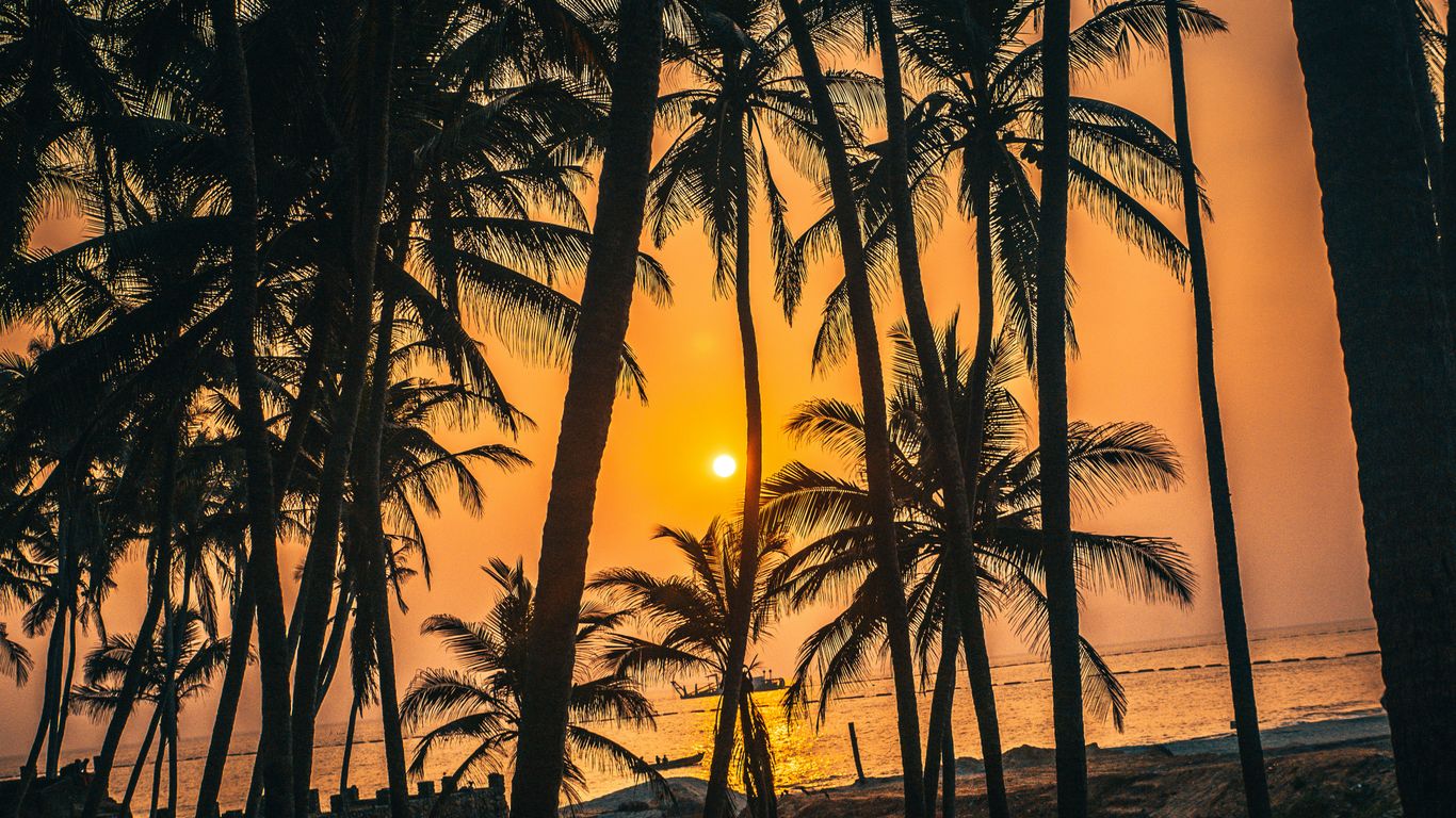 coconut palm trees during sunset