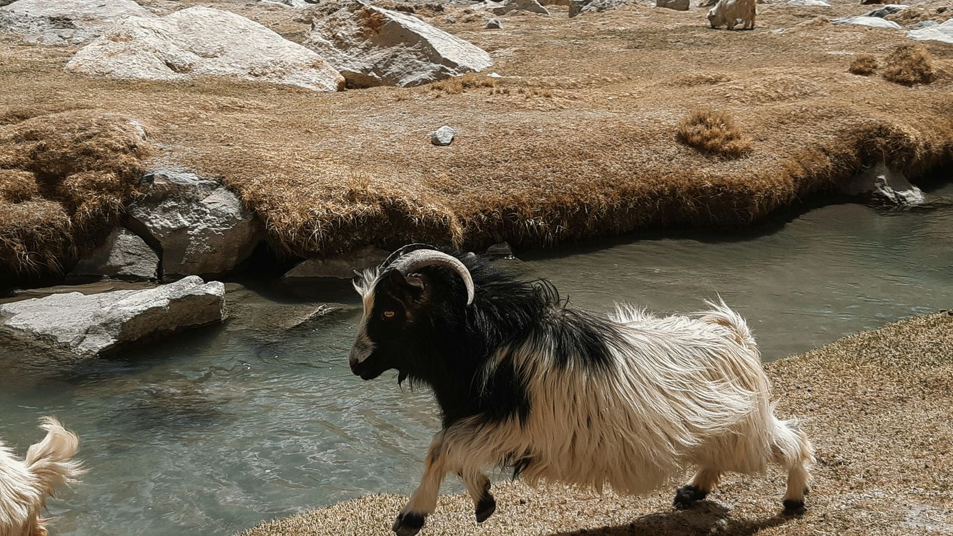 a couple of goats that are by some water