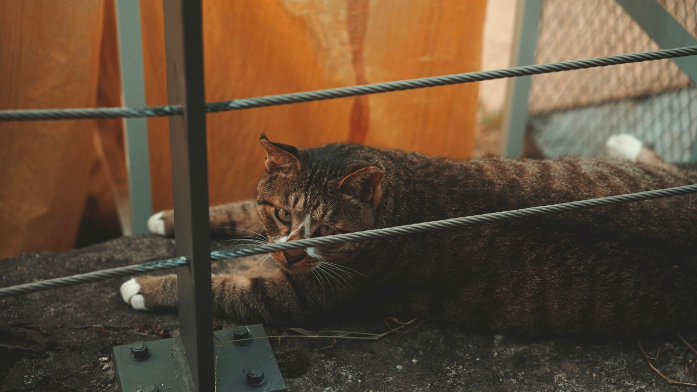 a cat that is laying down on the ground
