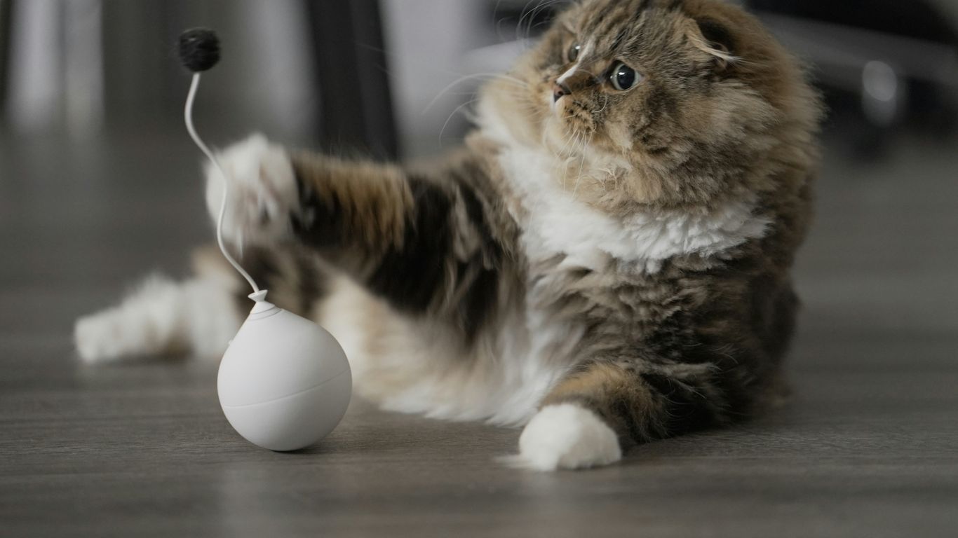 a cat playing with a white ball on the floor