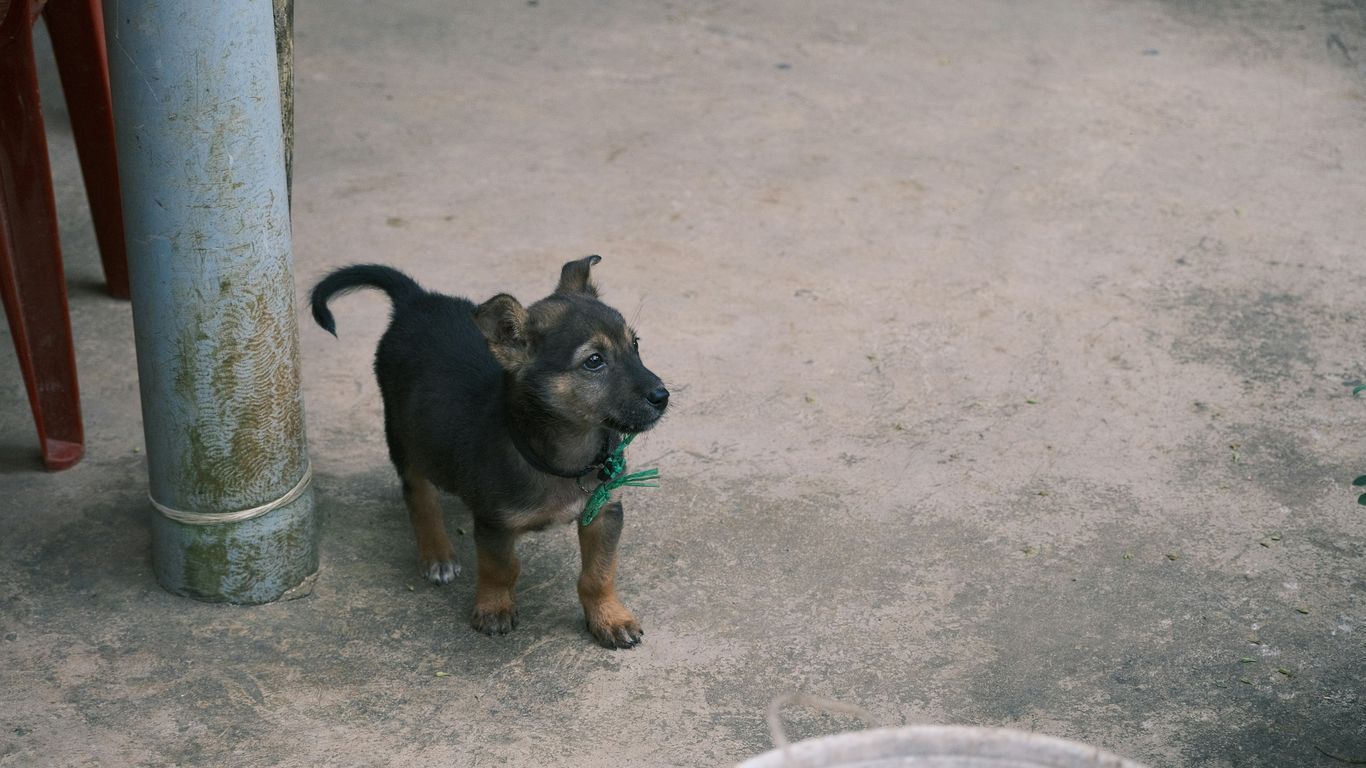 a small black and brown dog standing next to a pole