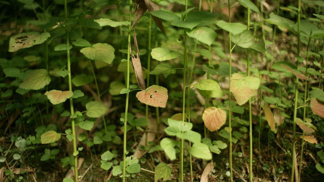 brown butterfly on green plant