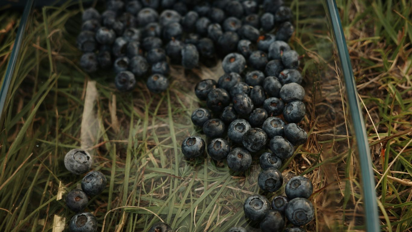 A bunch of blueberries laying on the ground