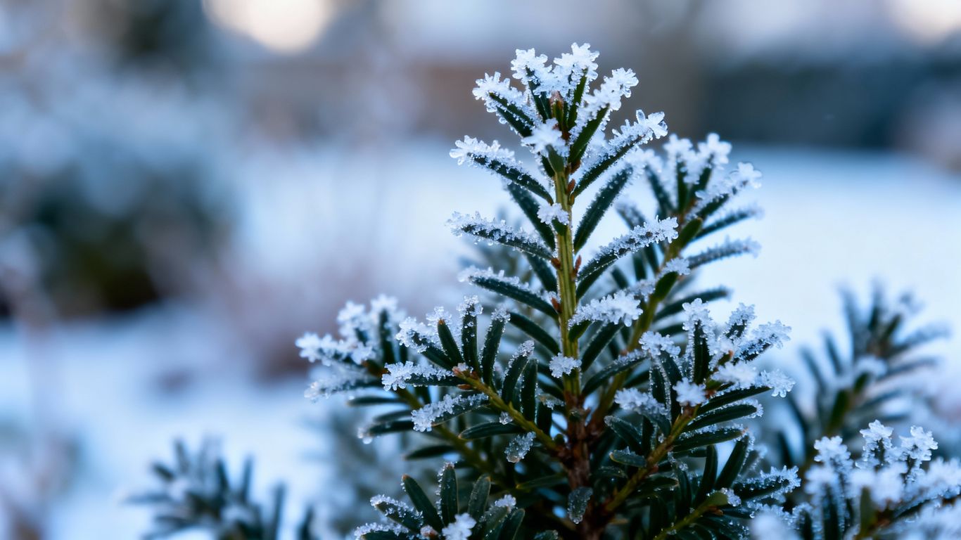 Frost-covered shrub in a winter garden.