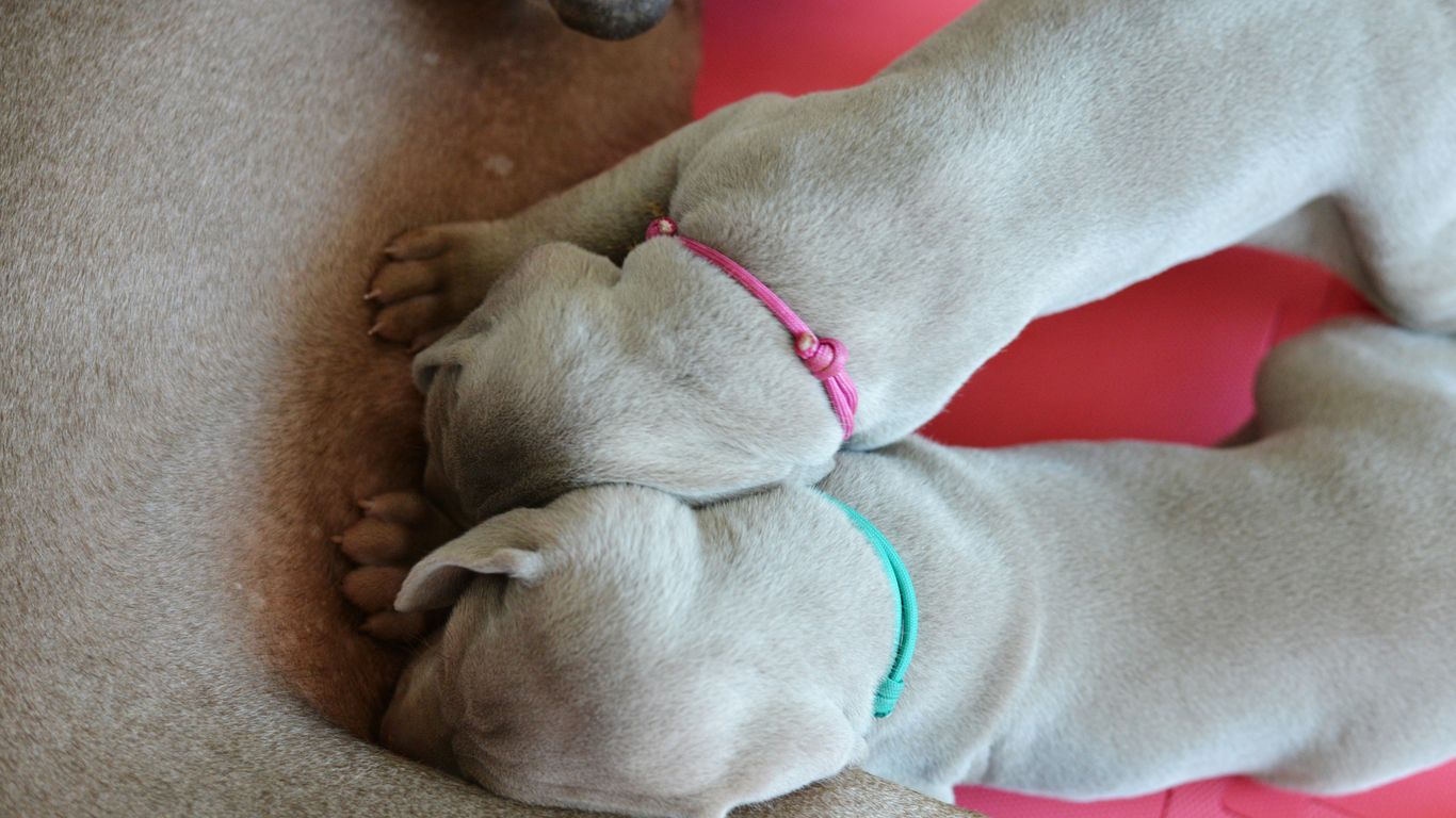 a couple of dogs laying on top of each other
