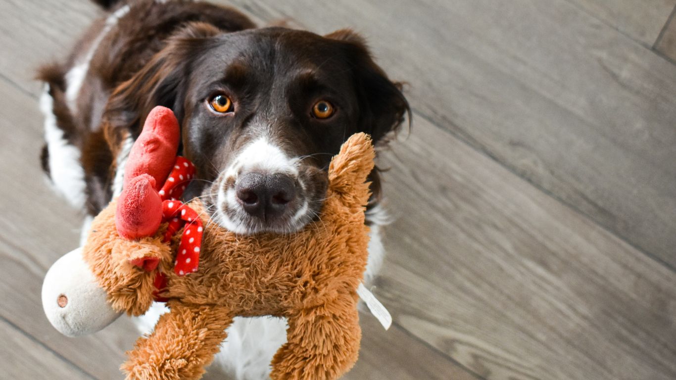 black and white short coated dog on brown bear plush toy
