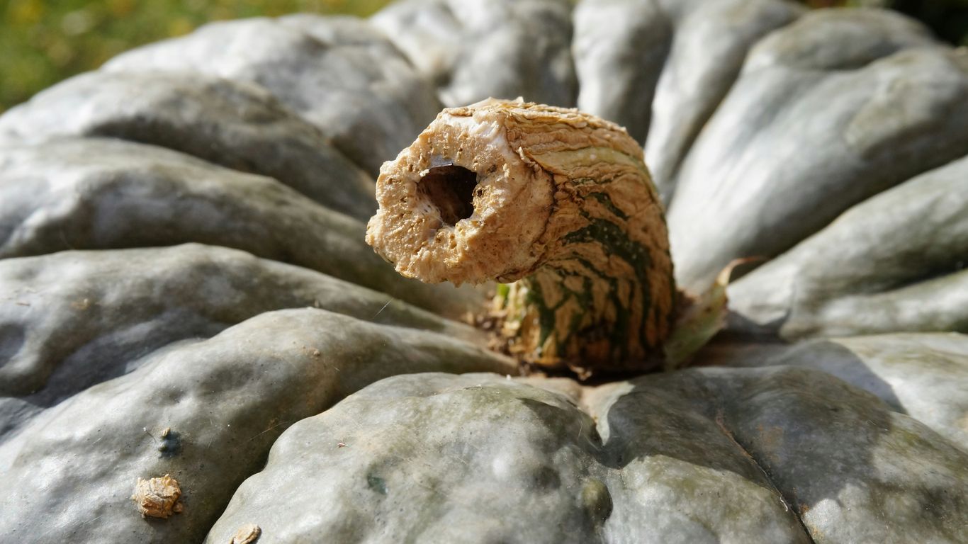 Close-up of a grey pumpkin stem with ribbed texture.