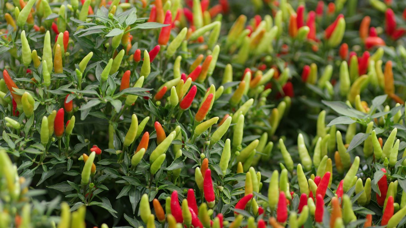 A close up of a bush with red and green flowers