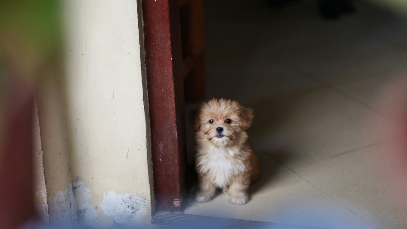a small brown dog sitting in front of a door