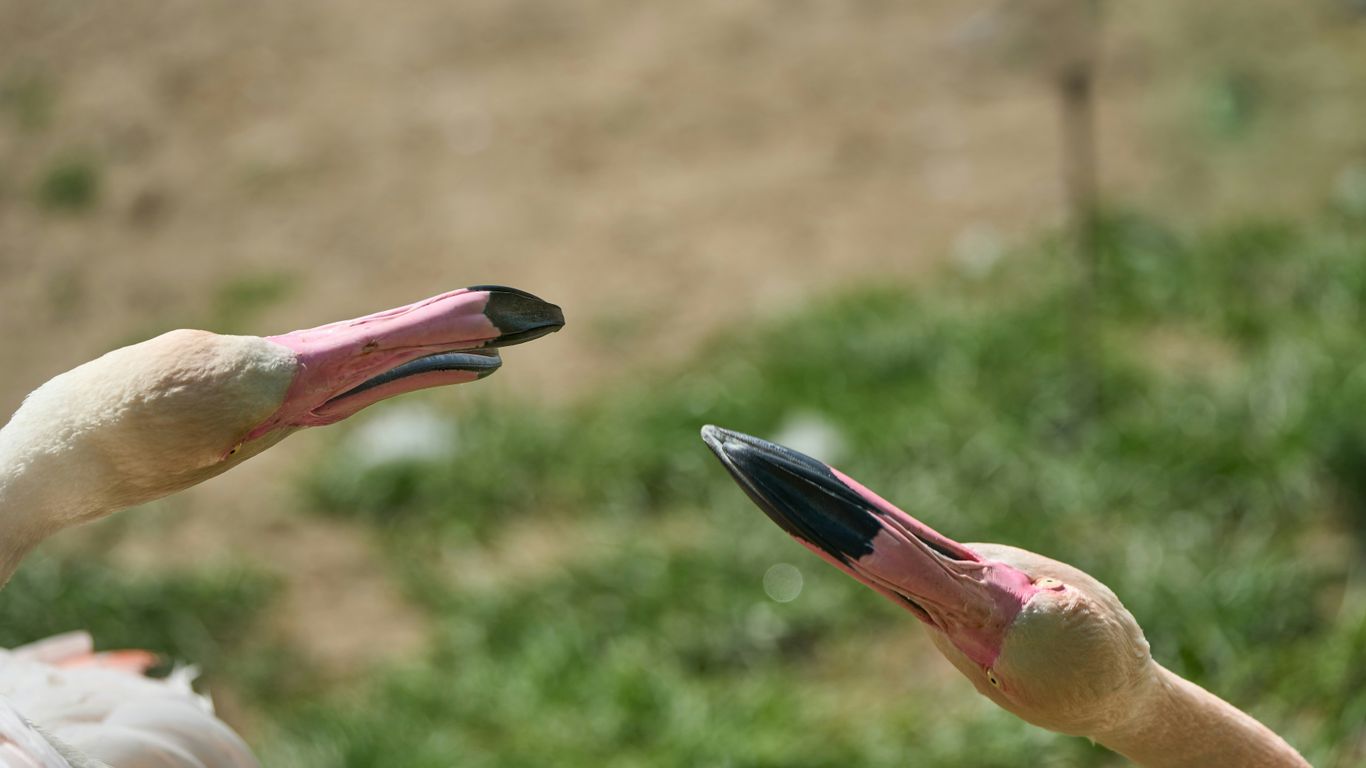 A couple of flamingos standing next to each other