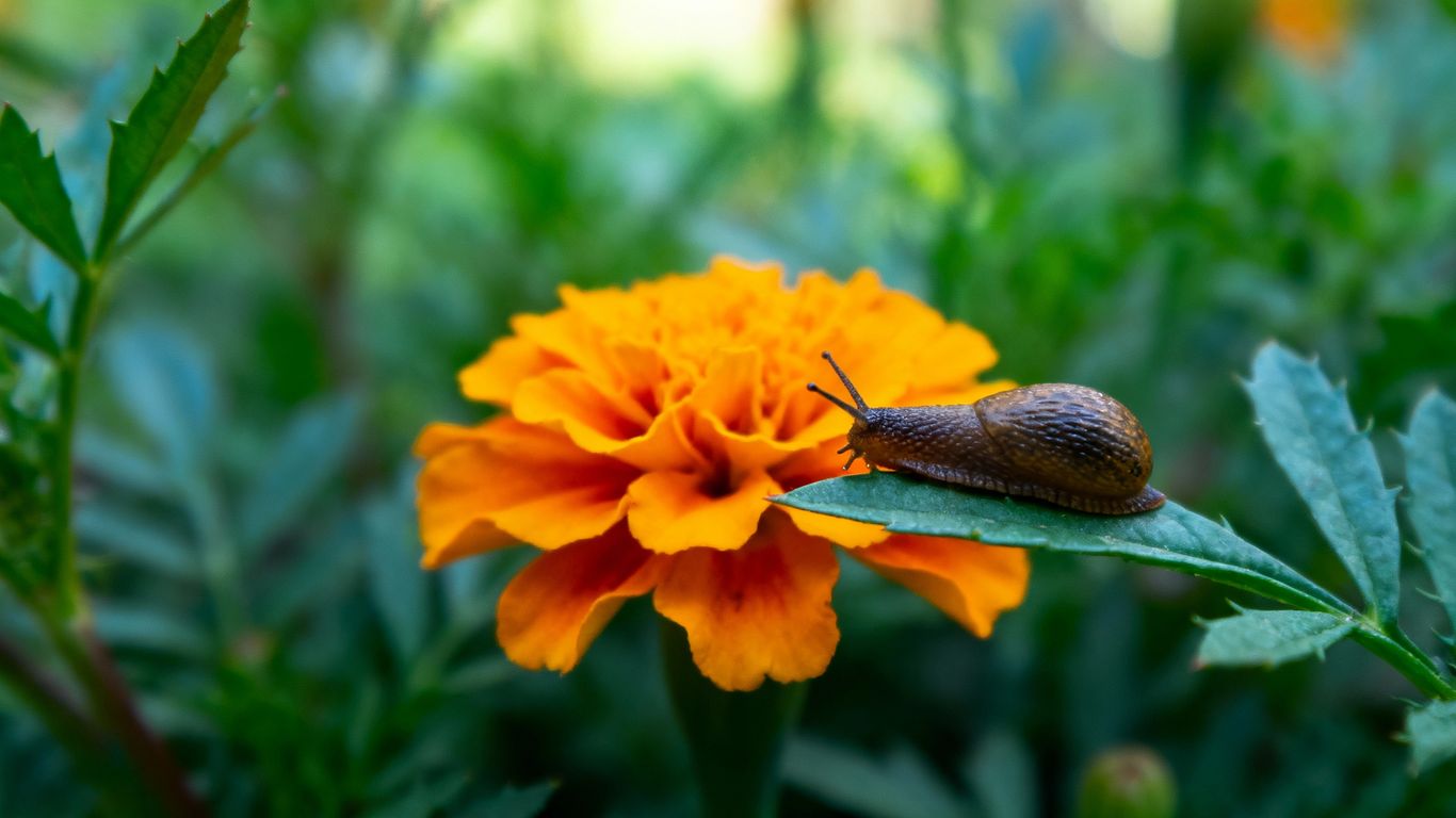 Perennial flower bed with a common garden pest.