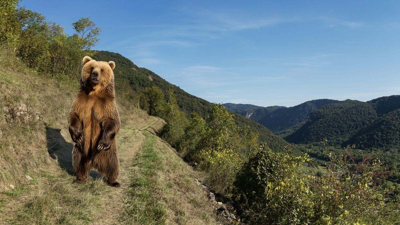 Bear standing on a grassy hill with mountains behind.