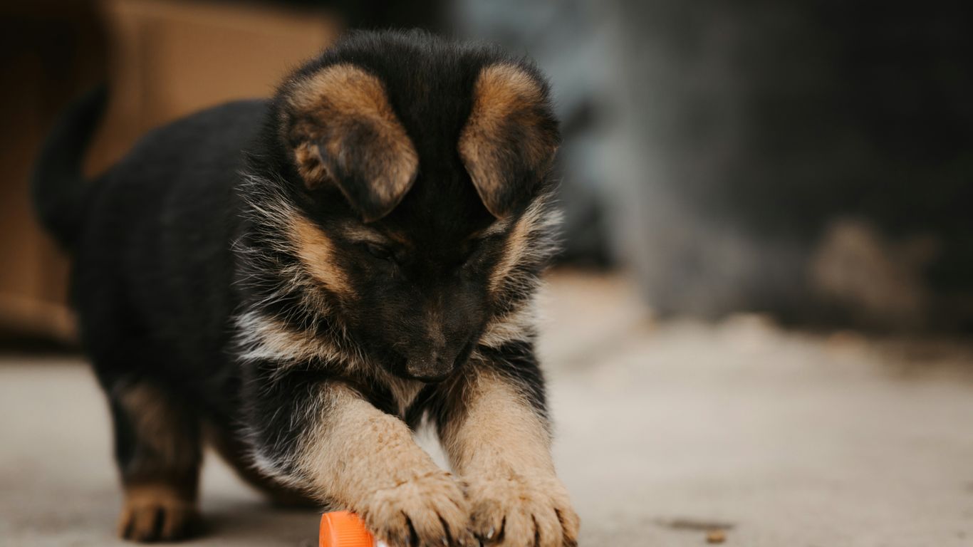 a puppy playing with a toy on the floor