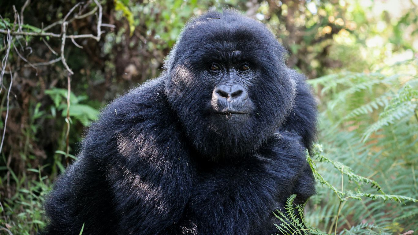 A large gorilla sits in a lush green forest.