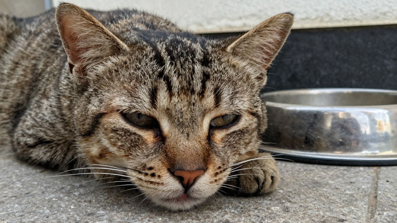 Cat with sunken eyes and dry gums near water bowl.